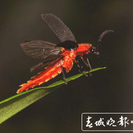 云南发现萤火虫3个新种 4个中国新纪录种