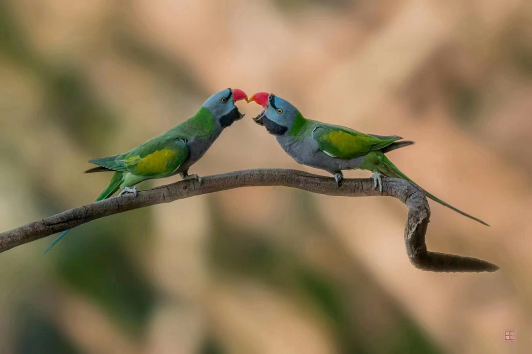 冬之云南 万羽衔霜｜新霞客·旅居记