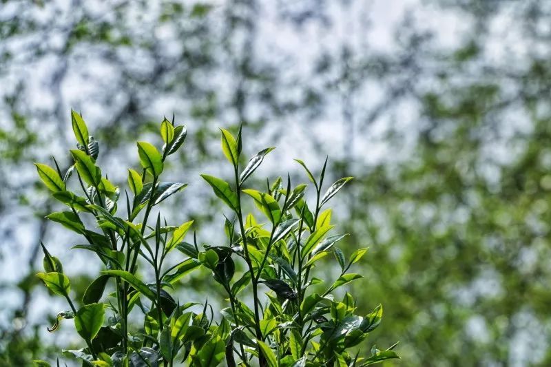 有一种叫云南的生活 | 腾冲高黎贡山茶博园的治愈系打开方式