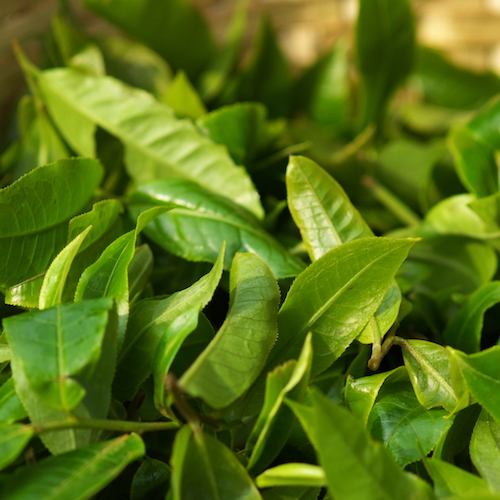 细说普洱熟茶的前世今生