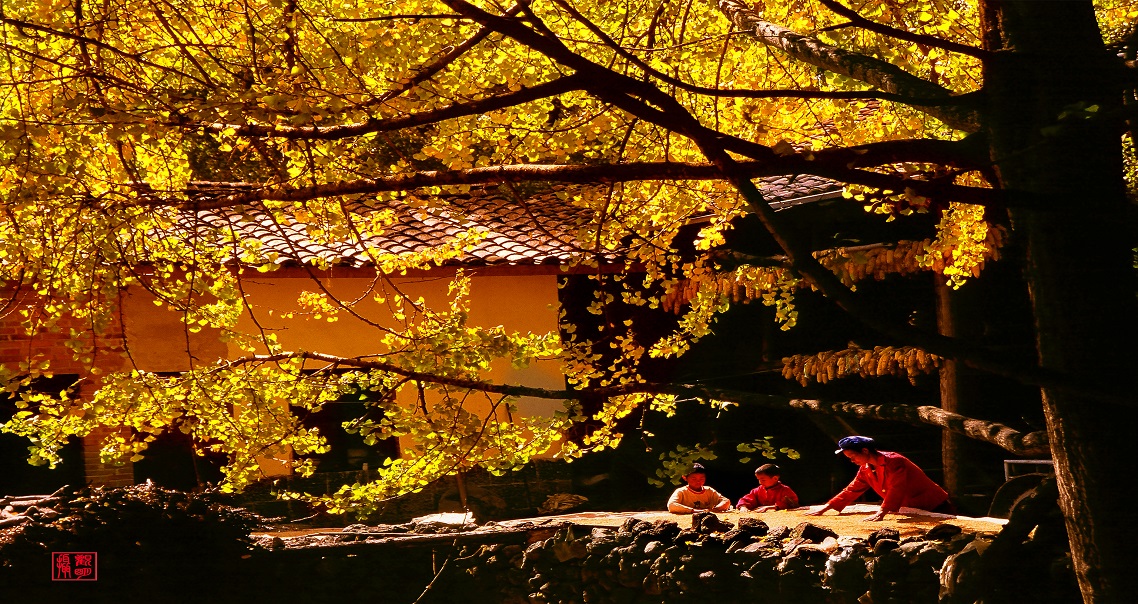 入秋时节，腾冲千年古银杏村，迎接即将到来的绚烂秋色！