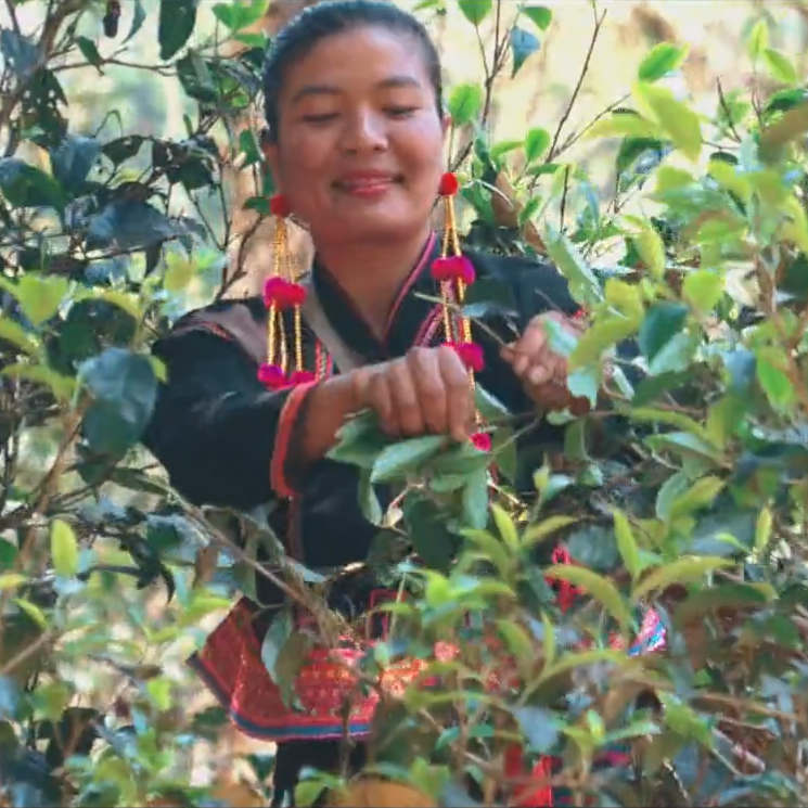 在章朗古寨探寻布朗族的茶文化